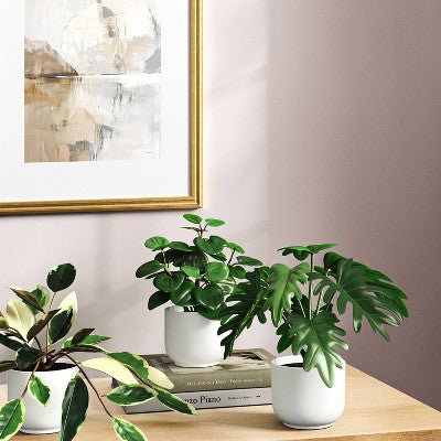 Core Plant Multipack in White Pot - Room Essentials