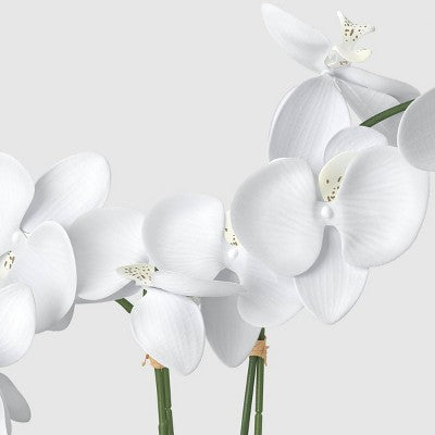 22" Elevated Orchid Plant - Threshold (LOCAL PICKUP ONLY)
