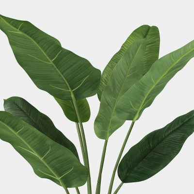 25" Banana Leaf Plant - Threshold (LOCAL PICKUP ONLY)