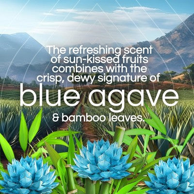 Air Wick Plug In Scented Oil Air Freshener Refills - Blue Agave & Bamboo - 4pk