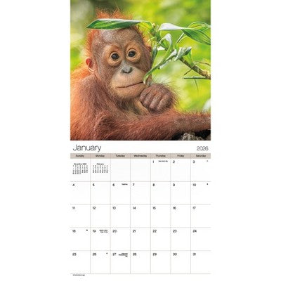 DateWorks 12"x12" 2026 Animal Babies Wall Calendar