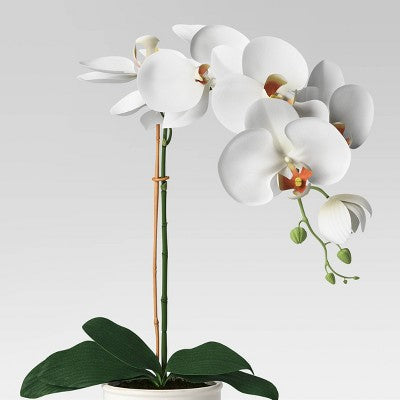 Orchid in White Pot - Threshold